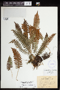 Polypodium virginianum image