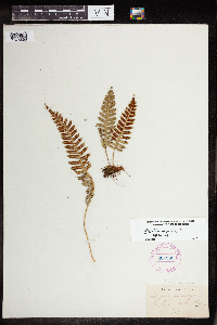 Polypodium virginianum image