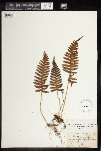 Polypodium virginianum image