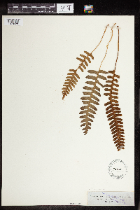 Polypodium virginianum image