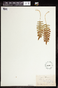 Polypodium virginianum image