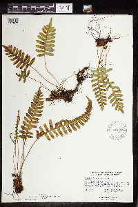 Polypodium virginianum image