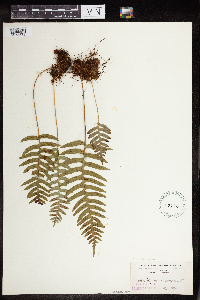 Polypodium virginianum image