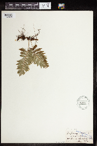 Polypodium virginianum image