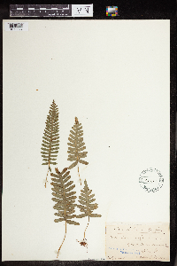 Polypodium virginianum image