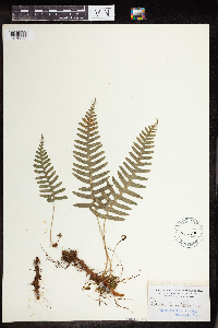 Polypodium virginianum image