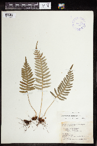Polypodium virginianum image