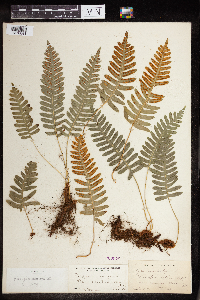 Polypodium virginianum image