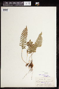 Polypodium virginianum image