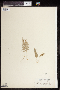 Polypodium virginianum image