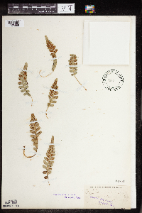 Polypodium virginianum image