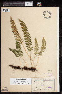 Polypodium virginianum image