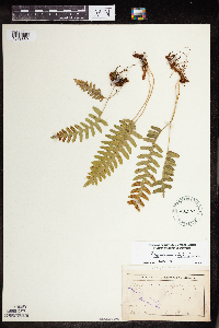 Polypodium virginianum image