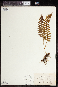 Polypodium virginianum image