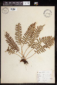 Polypodium virginianum image
