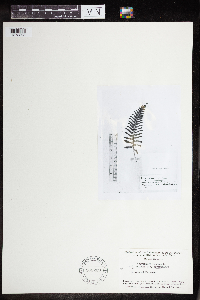 Polypodium virginianum image