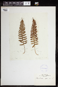 Polypodium virginianum image