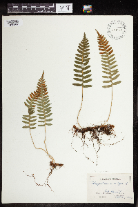 Polypodium virginianum image