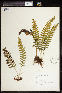Polypodium virginianum image