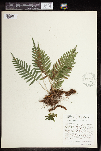 Polypodium virginianum image