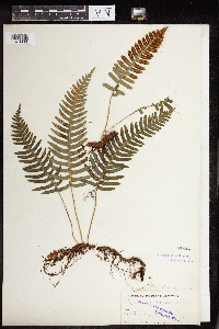 Polypodium virginianum image