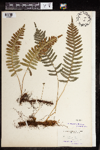 Polypodium virginianum image