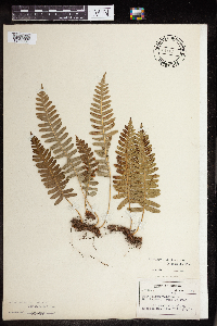 Polypodium virginianum image