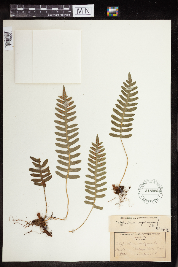 Polypodium virginianum image
