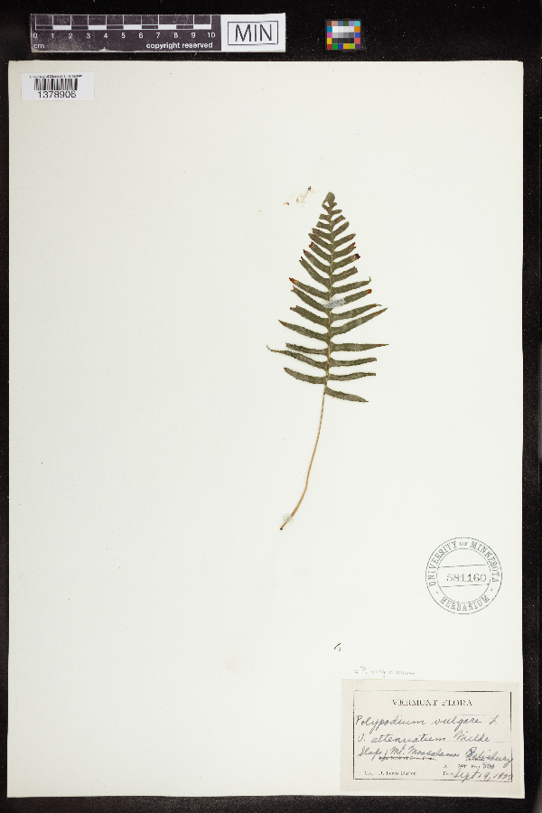 Polypodium virginianum image