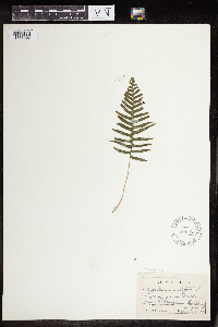 Polypodium virginianum image