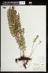 Polypodium virginianum image