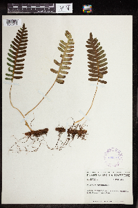 Polypodium virginianum image