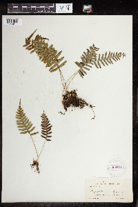 Polypodium virginianum image