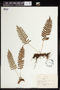 Polypodium virginianum image