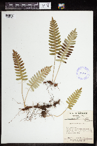 Polypodium virginianum image