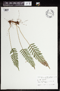 Polypodium virginianum image