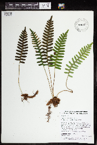 Polypodium virginianum image