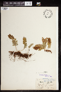 Polypodium virginianum image