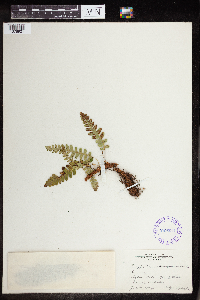 Polypodium virginianum image