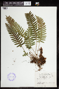 Polypodium virginianum image