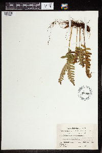 Polypodium virginianum image