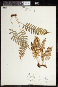 Polypodium virginianum image