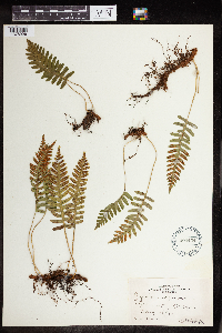 Polypodium virginianum image