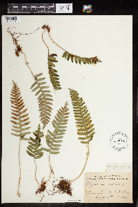 Polypodium virginianum image