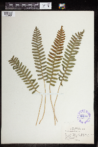 Polypodium virginianum image