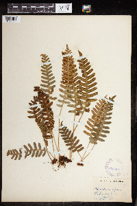 Polypodium virginianum image