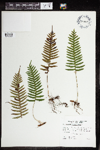 Polypodium virginianum image