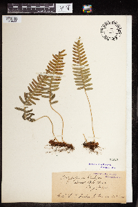 Polypodium virginianum image