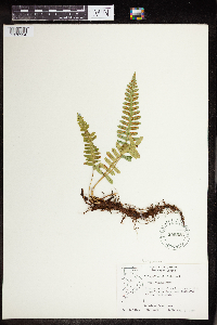 Polypodium virginianum image