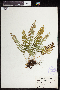 Polypodium virginianum image